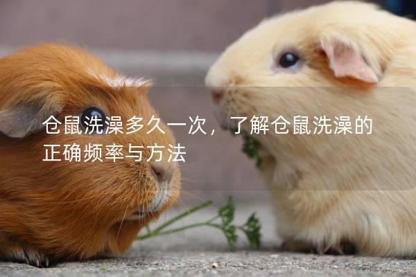 倉鼠洗澡多久一次，了解倉鼠洗澡的正確頻率與方法